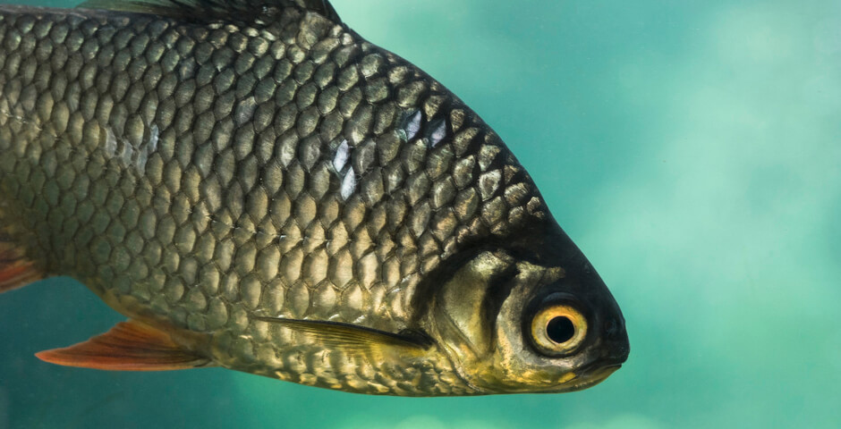 В Новосибирской области вырос объем промышленного вылова рыбы