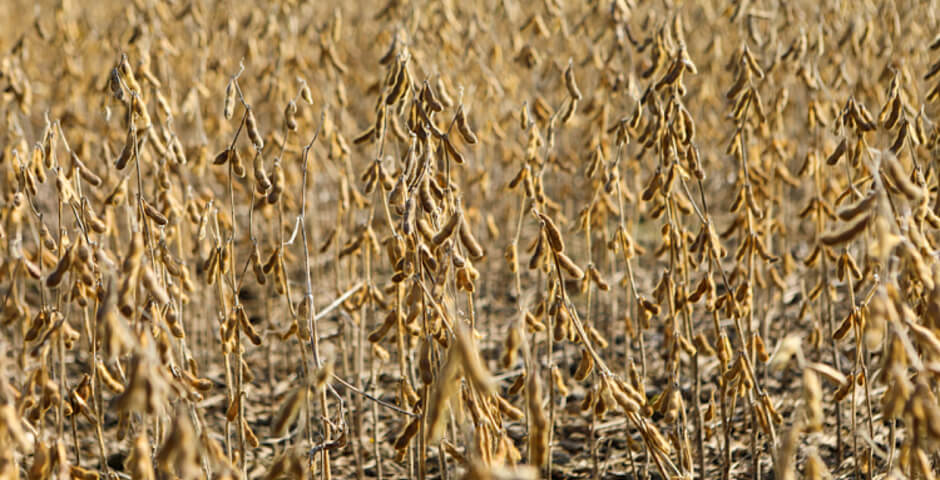 Приморские аграрии в 2025 году удвоили сбор сои