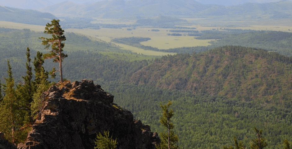 В Забайкальском крае восстановят около 4 тыс. гектаров леса