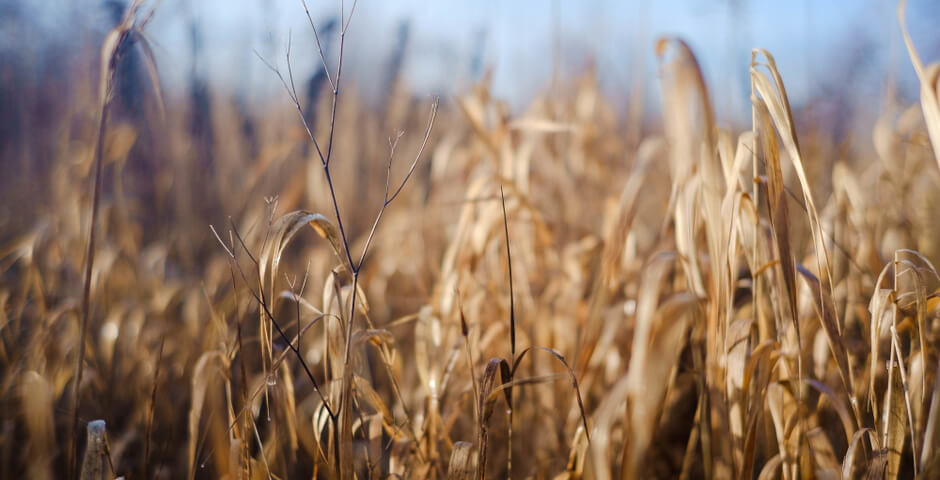 В Бурятии вводят режим ЧС из-за гибели урожая