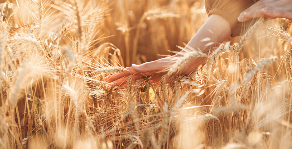 В Хакасии началась уборка урожая зерновых культур