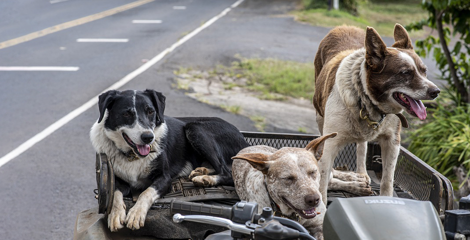 Пандемии, Вирусы и Прививки: россияне дают собакам необычные клички