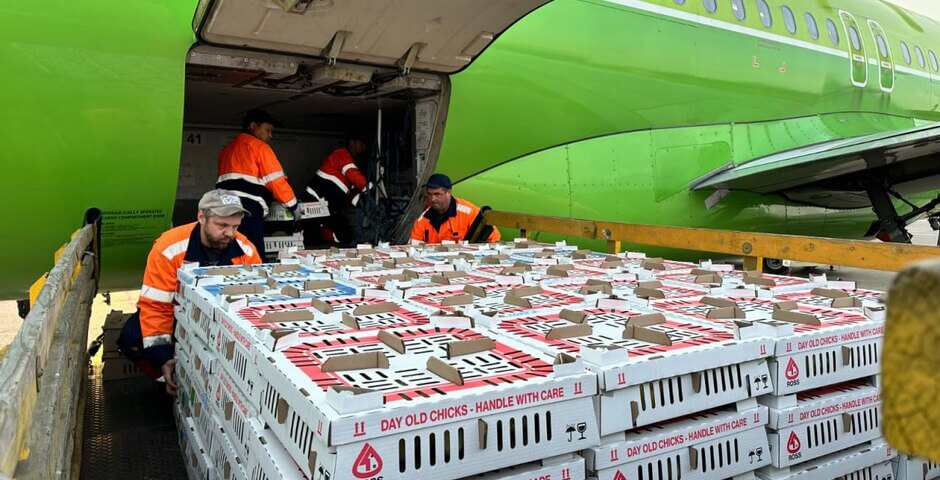 В Красноярском крае начато производство собственных инкубационных яиц