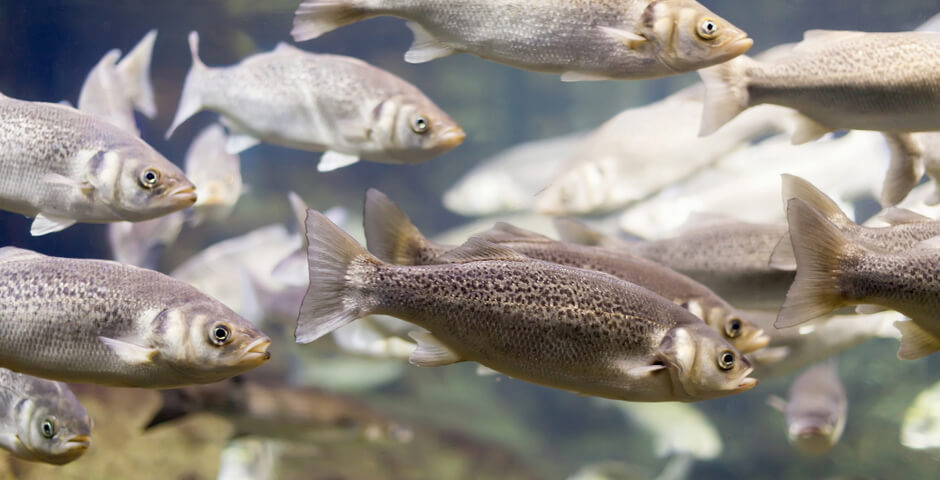 В Новосибирской области в ТОР «Линево» запустят новые производства