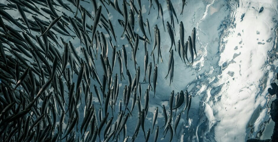 В Госдуму внесен законопроект об изменении правил выпуска молоди лосося