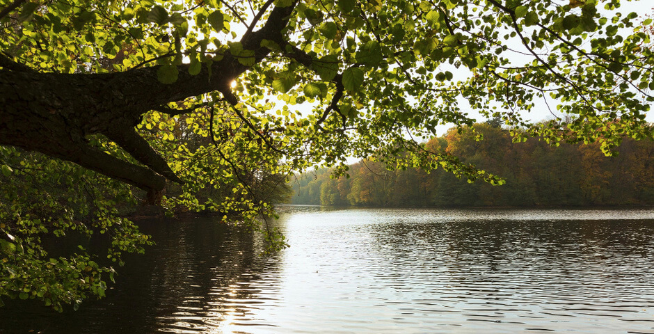 В Новосибирске затапливаемый парк «Каменка» откроется в 2027 году