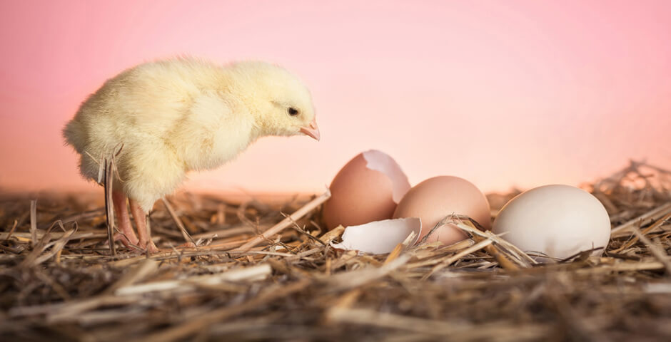 Птицефабрика «Пионерское» на Камчатке восстановит производство в начале 2026 года