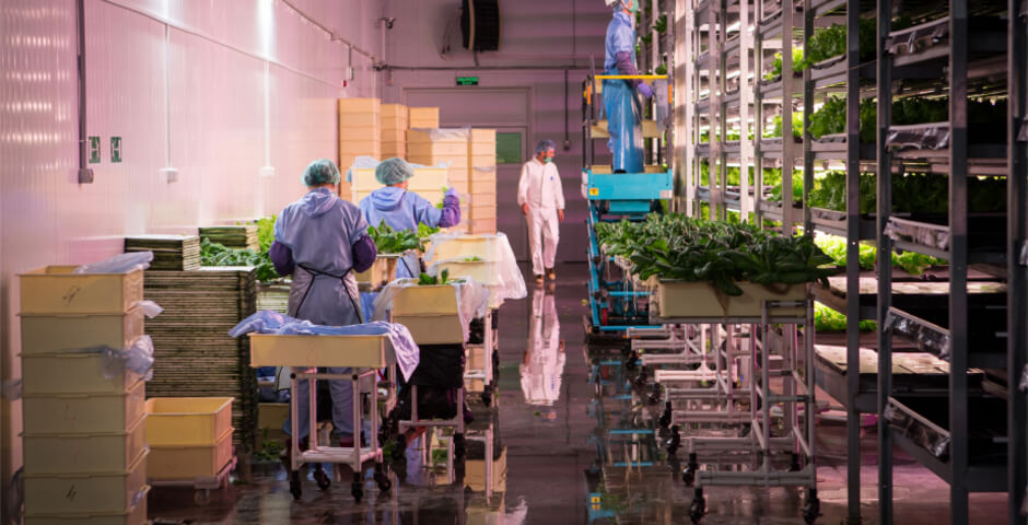 В Хабаровском крае расширили поддержку тепличных хозяйств