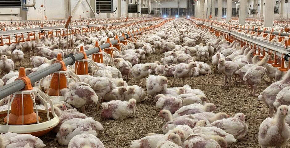 За 5 лет Красноярский край увеличил производство мяса птицы на 54%