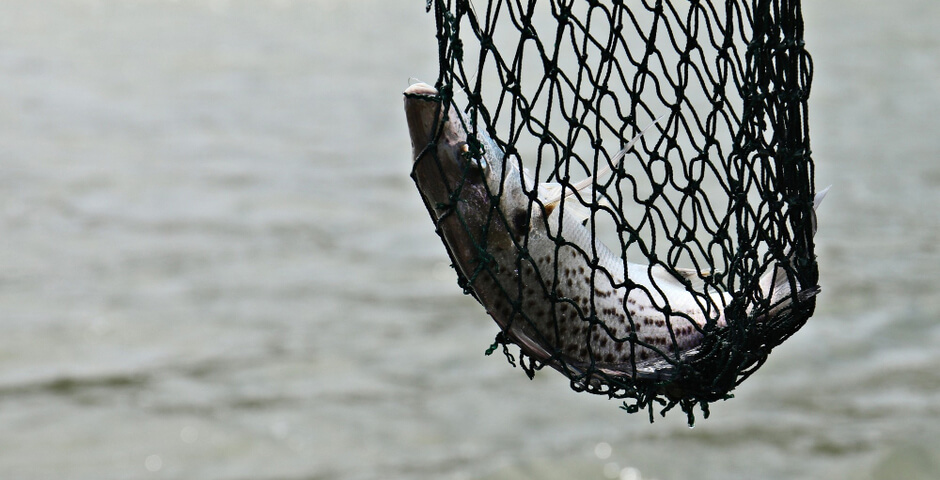 Камчатские депутаты предложили отменить биржевую отчетность по рыбопродукции