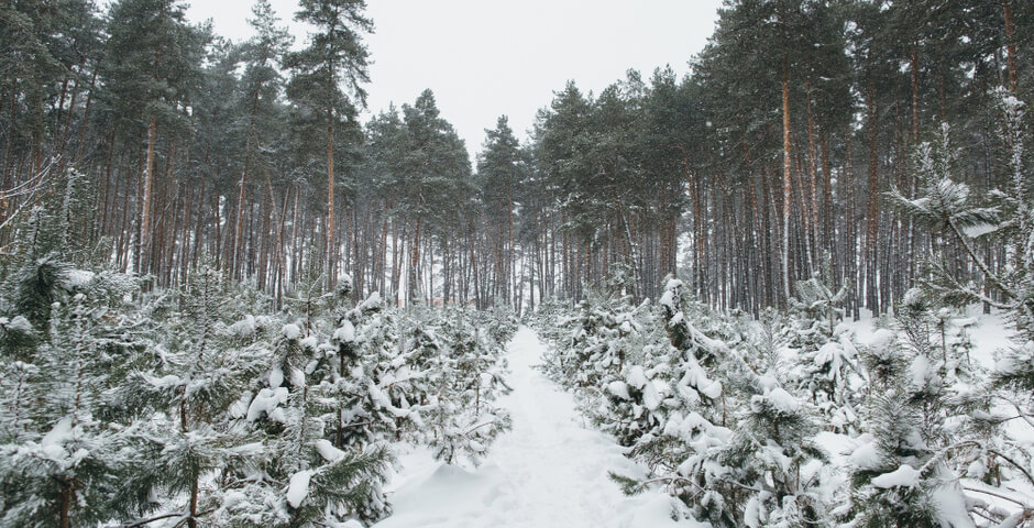 Проект модернизации лесопредприятия «Элит» получил статус приоритетного