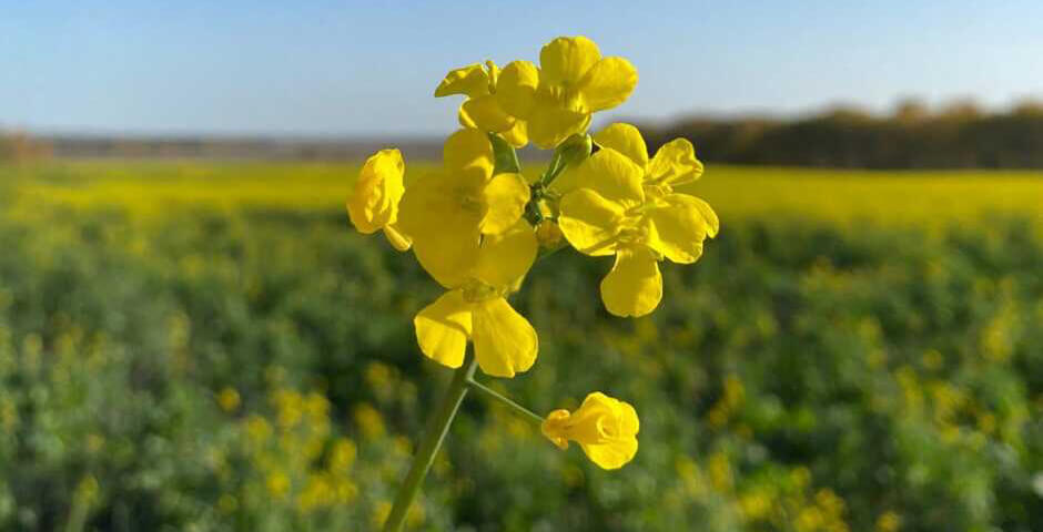 В Иркутской области началась уборка рапса и льна
