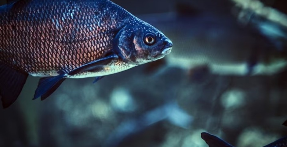 В центральной России растет спрос на камчатскую рыбу