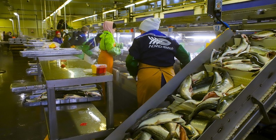На Камчатке появится крупное предприятие по вылову лосося