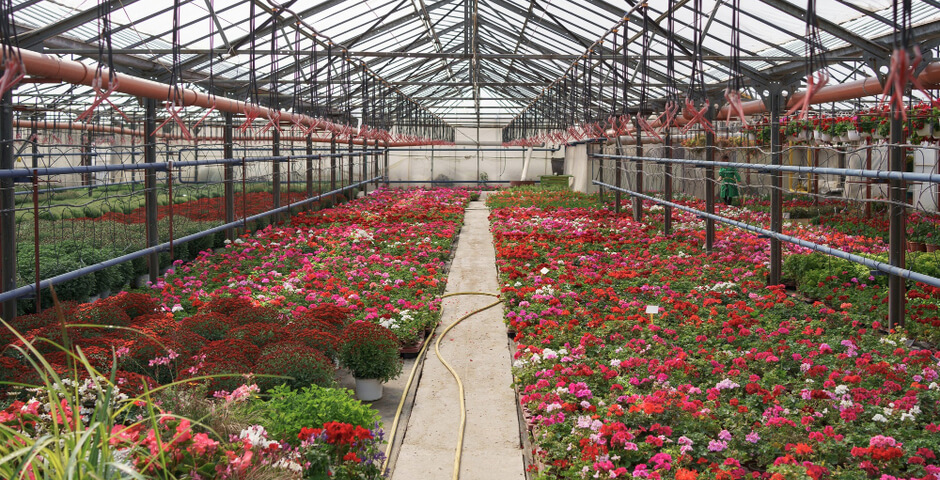 Производство цветов на Дальнем Востоке выросло на 10%