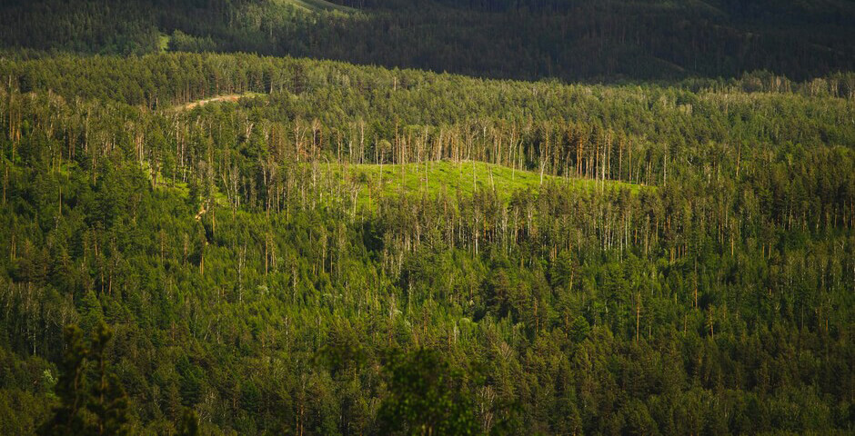 Госдума РФ одобрила в первом чтении изменение правил лесовосстановления для резидентов ТОР