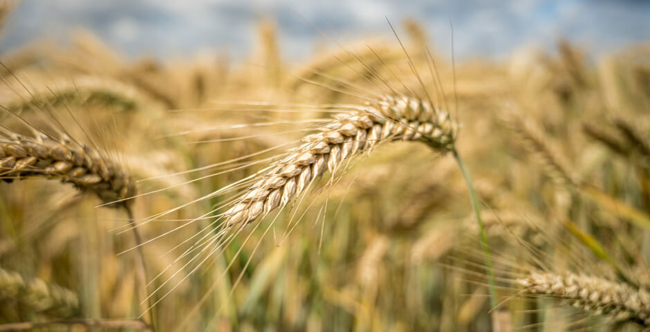 В Новосибирской области собрано более 2,4 млн тонн зерна