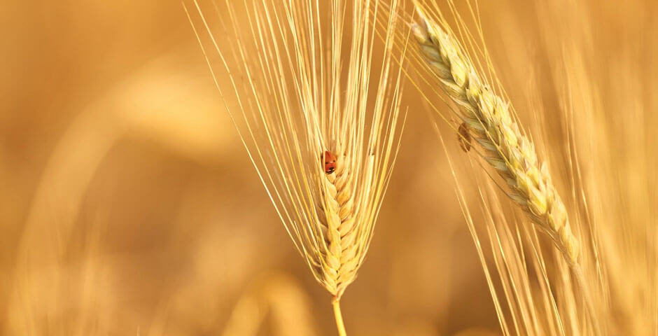 Кузбасс скорректирует посевы с учетом изменения климата
