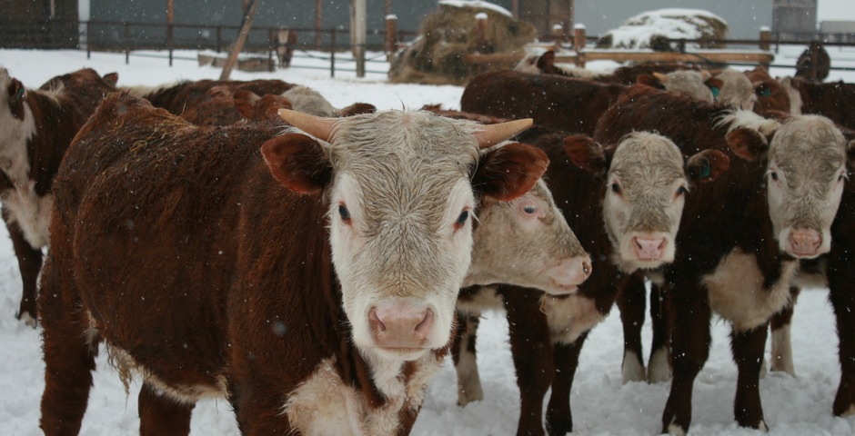 Аграриям Алтайского края выделят более 1,5 млрд рублей субсидий