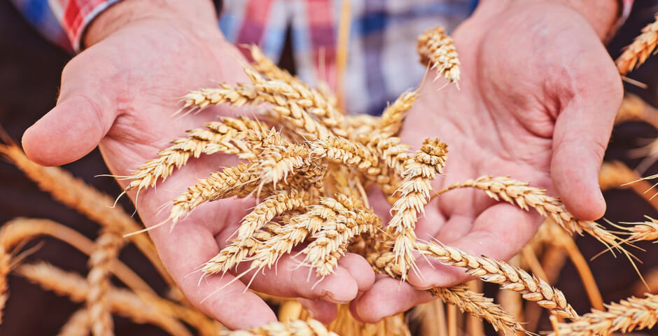 Омские аграрии собирают один из самых высоких урожаев за столетие