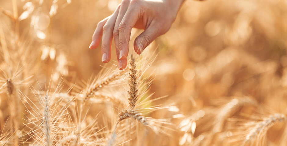 Алтайский край почти вдвое увеличил экспорт зерна и переработанной продукции в Киргизию