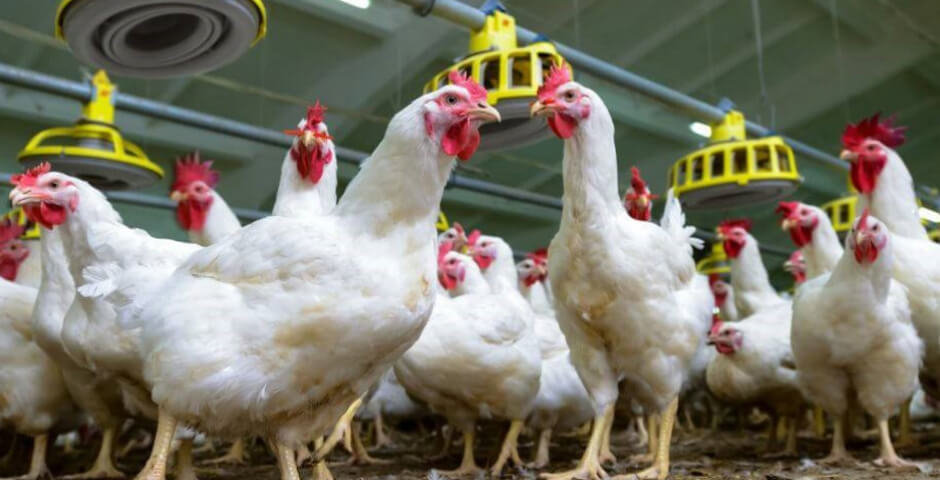 В Хабаровском крае назвали производство мяса птицы перспективным направлением для инвестиций