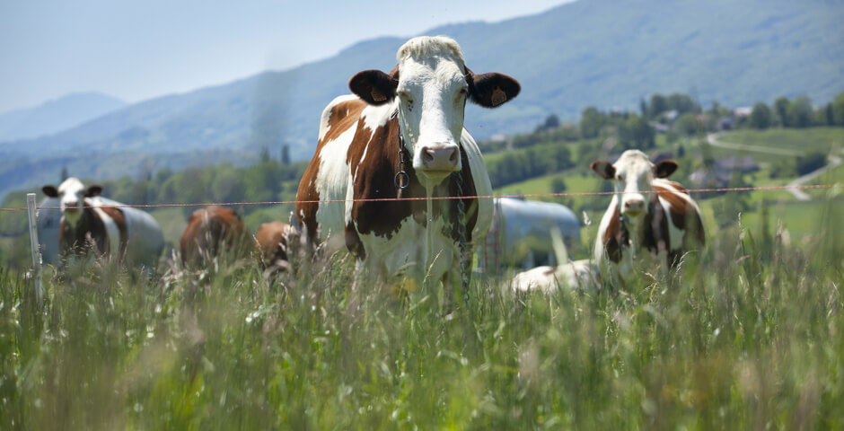 В Бурятии сняли ограничения на вывоз скота и продукции животноводства