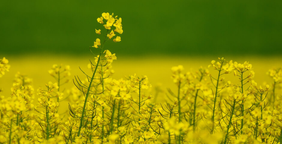 Иркутская область завершила уборочную кампанию с рекордными показателями по ряду культур