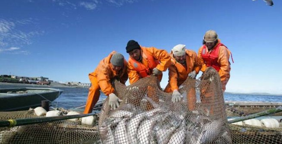 Рыболовы Камчатки добудут более 380 тысяч тонн рыбы за сезон