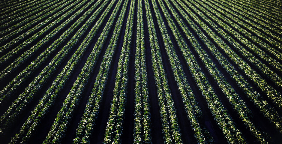 Посевная площадь в Забайкалье сохранится на уровне прошлого года
