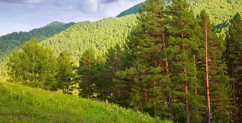 Республика Алтай вернет в собственность почти 480 гектаров земель через суд