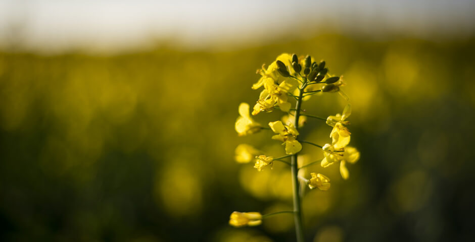 Запуск новосибирского завода по переработке рапса и льна «Маслов» отложен из-за производственных трудностей