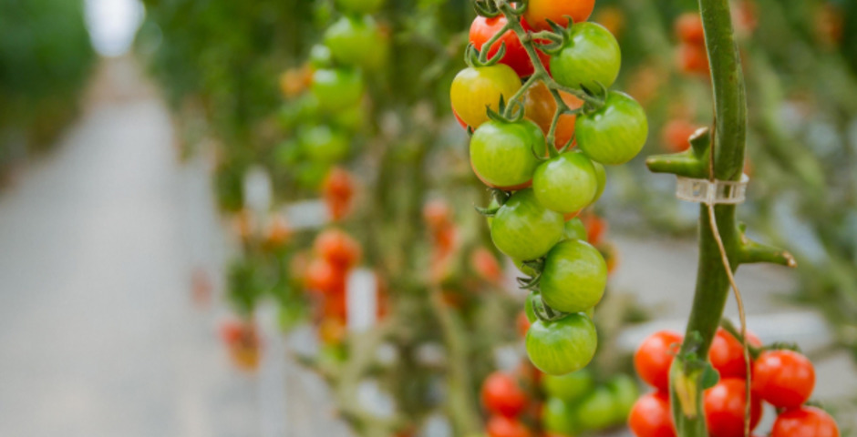 Резидент ТОР «Хабаровск» поможет обеспечить регион свежими овощами