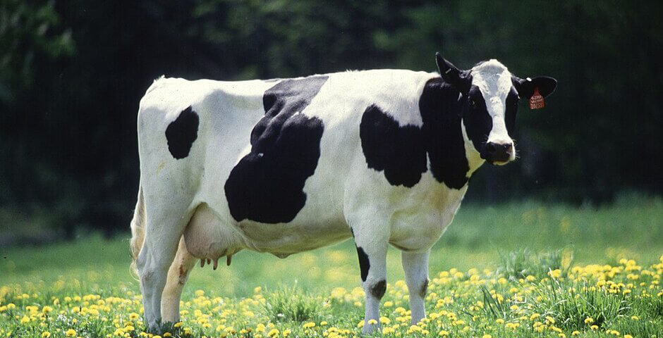 В Иркутской области началось строительство молочного цеха за 500 млн рублей