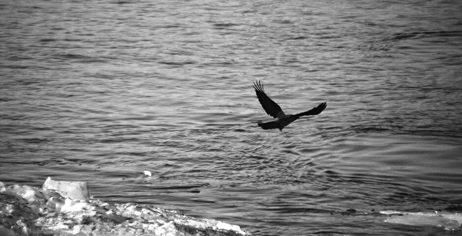 Полуденная сводка: кризис на Украине, 29 августа