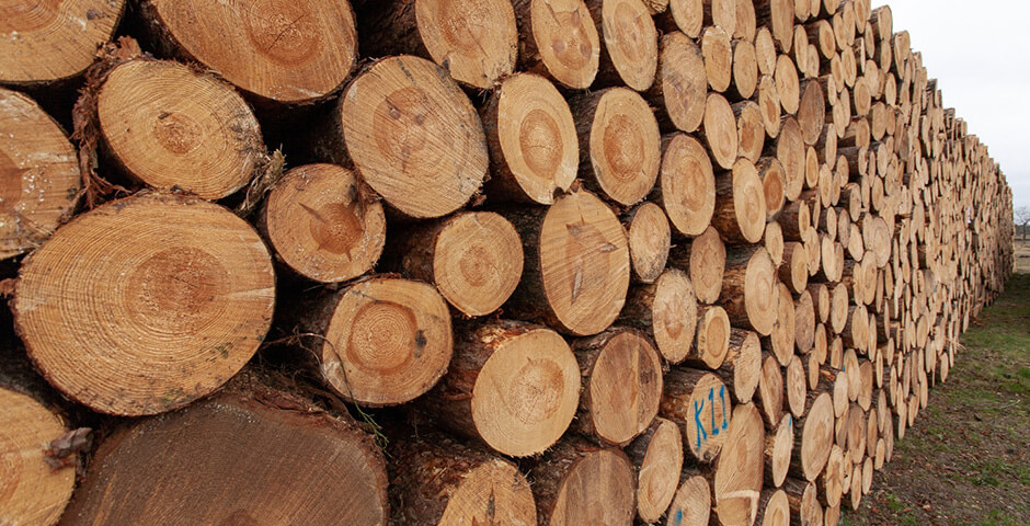 Приморье сохранило объем заготовки древесины в 2024 году на уровне прошлого года