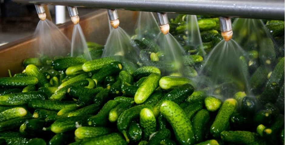 В Магаданской области построят новую теплицу и начнут торговать продуктами из Беларуси