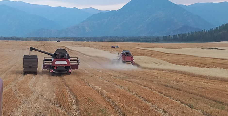 В Республике Алтай планируют заготовить более 152 тыс. тонн кормов