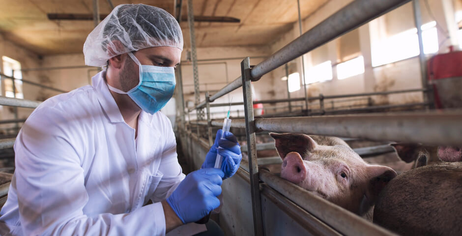 Бурятия усилила контроль на границе с Забайкальем из-за вспышки пастереллеза у животных