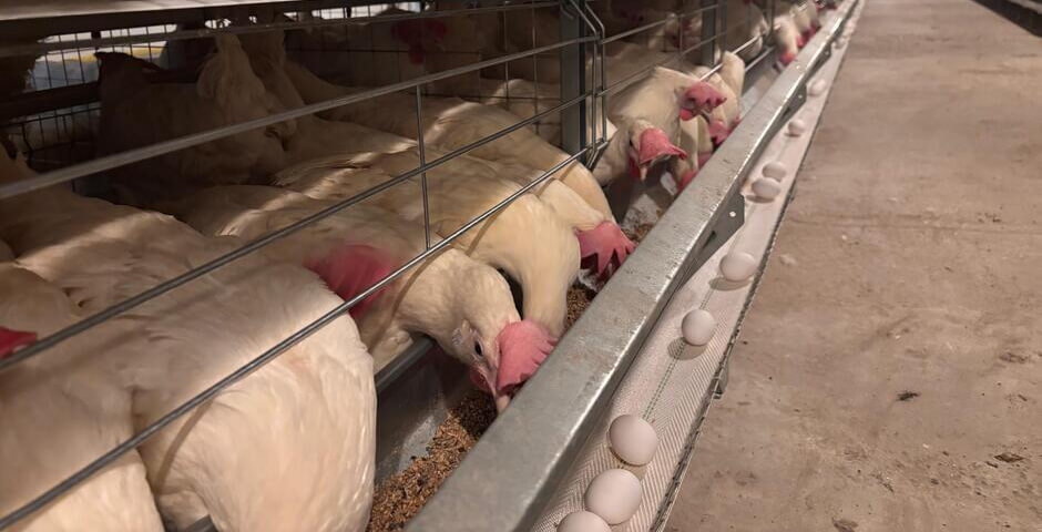 В Томской области открыли новый птичник на 32 тысячи кур-несушек