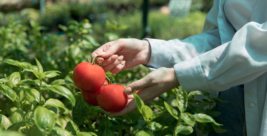 В Приморском крае построят овощеводческий комплекс на 100 гектарах