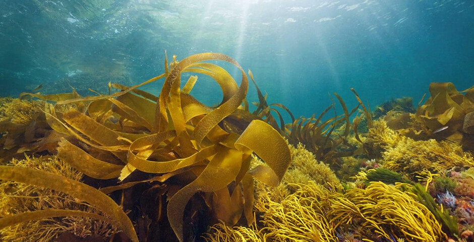Во Владивостоке запустят производство БАДов и косметики из морского сырья