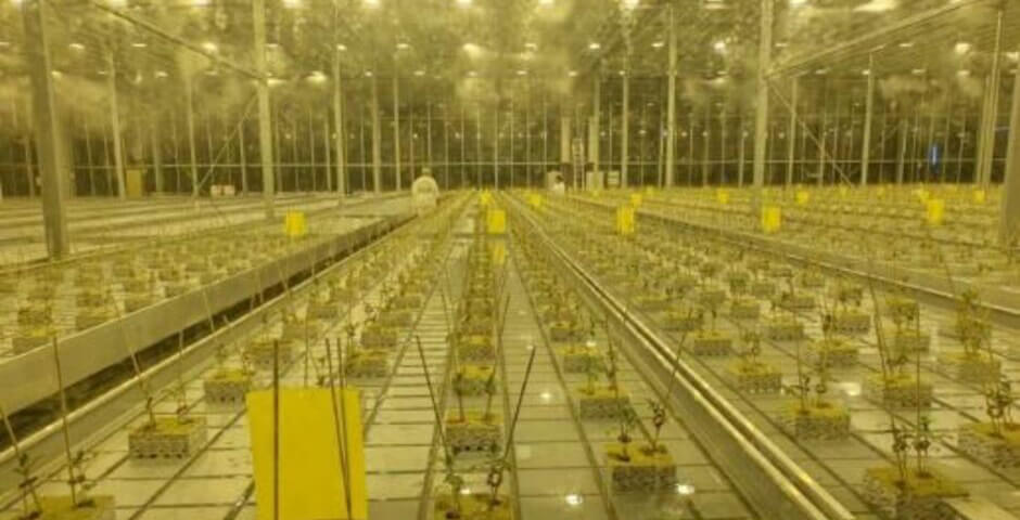 В Магадане завершен первый этап строительства тепличного комплекса