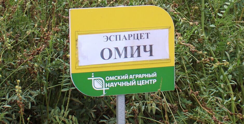 В Омске вывели новый засухоустойчивый сорт кормовой культуры