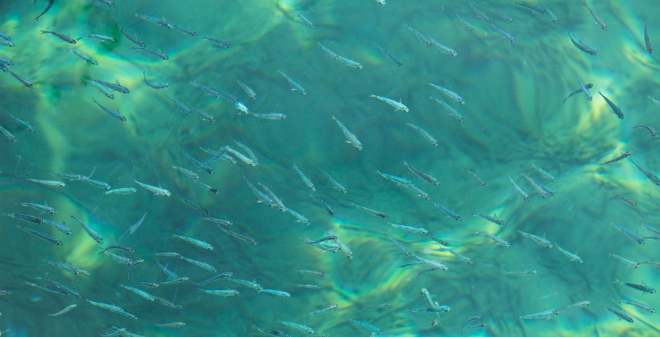 В Красноярском крае в 2025 году выпустят 60 тысяч мальков осетра в Енисей и Чулым