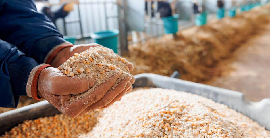 В Приморье к 2028 году запустят производство кормов для животных