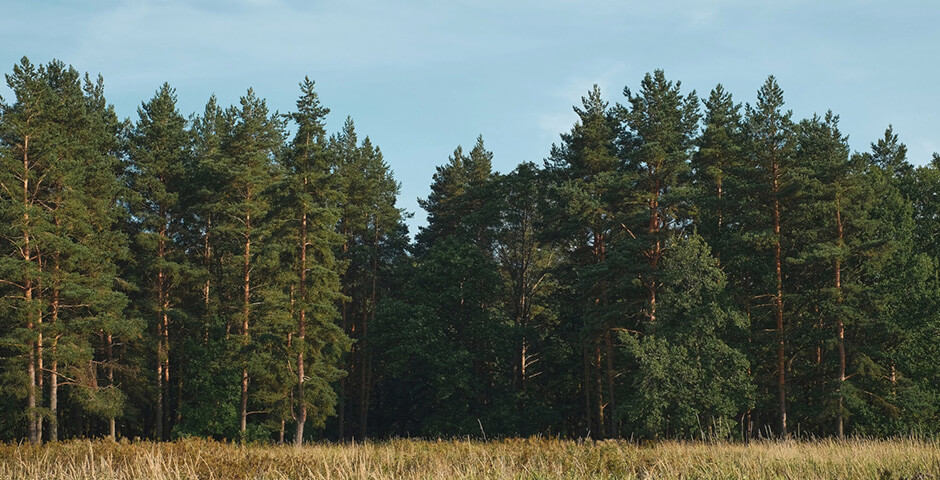 Томская область установила рекорд по лесовосстановлению в 2024 году