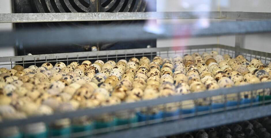 В Бурятии планируют строительство новой птицефабрики на базе перепелиной фермы