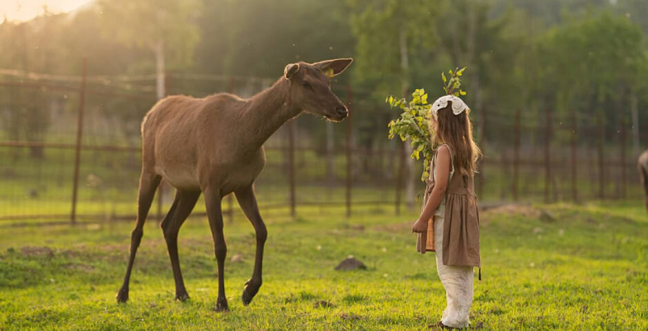 В Приморье в рамках ТОР появится мараловая ферма с туристической инфраструктурой