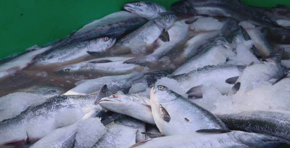 Продукцию программы «Рыба Камчатская» будут поставлять еженедельно